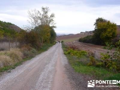 Enología en Rioja - Senderismo Camino de Santiago; senderos canarios